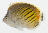  ( - GAM-470)  @11 [ ] CreativeCommons  Attribution Non-Commercial (by-nc) (2010) Unspecified Smithsonian Institution National Museum of Natural History