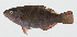  ( - GAM-477)  @11 [ ] CreativeCommons  Attribution Non-Commercial (by-nc) (2010) Unspecified Smithsonian Institution National Museum of Natural History