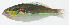  ( - GAM-644)  @11 [ ] CreativeCommons  Attribution Non-Commercial (by-nc) (2010) Unspecified Smithsonian Institution National Museum of Natural History