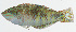  ( - GAM-647)  @11 [ ] CreativeCommons  Attribution Non-Commercial (by-nc) (2010) Unspecified Smithsonian Institution National Museum of Natural History