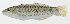  ( - GAM-656)  @11 [ ] CreativeCommons  Attribution Non-Commercial (by-nc) (2010) Unspecified Smithsonian Institution National Museum of Natural History