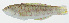  ( - GAM-657)  @11 [ ] CreativeCommons  Attribution Non-Commercial (by-nc) (2010) Unspecified Smithsonian Institution National Museum of Natural History