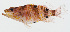  ( - GAM-695)  @11 [ ] CreativeCommons  Attribution Non-Commercial (by-nc) (2010) Unspecified Smithsonian Institution National Museum of Natural History