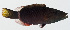  ( - GAM-714)  @11 [ ] CreativeCommons  Attribution Non-Commercial (by-nc) (2010) Unspecified Smithsonian Institution National Museum of Natural History