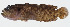  ( - GAM-744)  @11 [ ] CreativeCommons  Attribution Non-Commercial (by-nc) (2010) Unspecified Smithsonian Institution National Museum of Natural History