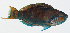  (Scarus longipinnis - GAM-760)  @11 [ ] CreativeCommons  Attribution Non-Commercial (by-nc) (2010) Unspecified Smithsonian Institution National Museum of Natural History