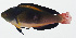  ( - GAM-788)  @11 [ ] CreativeCommons  Attribution Non-Commercial (by-nc) (2010) Unspecified Smithsonian Institution National Museum of Natural History