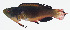  ( - GAM-789)  @11 [ ] CreativeCommons  Attribution Non-Commercial (by-nc) (2010) Unspecified Smithsonian Institution National Museum of Natural History