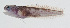  ( - GAM-796)  @11 [ ] CreativeCommons  Attribution Non-Commercial (by-nc) (2010) Unspecified Smithsonian Institution National Museum of Natural History