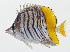  ( - GAM-812)  @11 [ ] CreativeCommons  Attribution Non-Commercial (by-nc) (2010) Unspecified Smithsonian Institution National Museum of Natural History