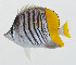 ( - GAM-830)  @11 [ ] CreativeCommons  Attribution Non-Commercial (by-nc) (2010) Unspecified Smithsonian Institution National Museum of Natural History