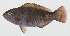  ( - GAM-476)  @11 [ ] CreativeCommons  Attribution Non-Commercial (by-nc) (2010) Unspecified Smithsonian Institution National Museum of Natural History