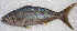  ( - GAM-610)  @11 [ ] CreativeCommons  Attribution Non-Commercial (by-nc) (2010) Unspecified Smithsonian Institution National Museum of Natural History