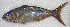  ( - GAM-610)  @11 [ ] CreativeCommons  Attribution Non-Commercial (by-nc) (2010) Unspecified Smithsonian Institution National Museum of Natural History