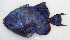  ( - GAM-659)  @11 [ ] CreativeCommons  Attribution Non-Commercial (by-nc) (2010) Unspecified Smithsonian Institution National Museum of Natural History