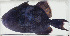  ( - GAM-679)  @11 [ ] CreativeCommons  Attribution Non-Commercial (by-nc) (2010) Unspecified Smithsonian Institution National Museum of Natural History