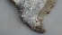  ( - Monodactylus_JAR_1_30072024)  @11 [ ] copyright © (2024) Kim Peris-Fons Consejo Superior de Investigaciones Científicas (CSIC)