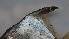  ( - Monodactylus_JAR_1_30072024)  @11 [ ] copyright © (2024) Kim Peris-Fons Consejo Superior de Investigaciones Científicas (CSIC)