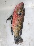  ( - Red_Tilapia_KAL_1_27072024)  @11 [ ] copyright © (2024) Kim Peris-Fons Consejo Superior de Investigaciones Científicas (CSIC)