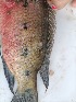  ( - Red_Tilapia_KAL_1_27072024)  @11 [ ] copyright © (2024) Kim Peris-Fons Consejo Superior de Investigaciones Científicas (CSIC)