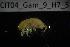  (Homoeogammarus - CIT04_Gam_9)  @11 [ ] CreativeCommons - Attribution  Unspecified University of Lodz, Department of Invertebrate Zoology and Hydrobiology