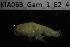  (Gammarus balcanicus - KIA06B_Gam_1)  @11 [ ] CreativeCommons - Attribution  Unspecified University of Lodz, Department of Invertebrate Zoology and Hydrobiology