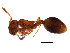  (Formicoxenus hirticornis - GJU_03-070)  @13 [ ] CreativeCommons - Attribution (2012) CBG Photography Group Centre for Biodiversity Genomics
