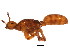  (Lasius latipes - GJU_03-081)  @14 [ ] CreativeCommons - Attribution (2012) CBG Photography Group Centre for Biodiversity Genomics