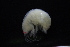  (Ampelisca brachycerus - HF23_05_01)  @11 [ ] Unspecified (default): All Rights Reserved  Unspecified Unspecified