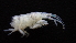  (Aora anomala - HF23_06_01)  @11 [ ] Unspecified (default): All Rights Reserved  Unspecified Unspecified