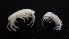  (Podocerus africanus - HF23_10_01)  @11 [ ] Unspecified (default): All Rights Reserved  Unspecified Unspecified
