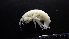  (Maera vagans - HF23_11_01)  @11 [ ] Unspecified (default): All Rights Reserved  Unspecified Unspecified