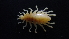  (Temnophliantidae - HF23_12_01)  @11 [ ] Unspecified (default): All Rights Reserved  Unspecified Unspecified
