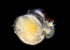  ( - BIOUG01205-B08)  @11 [ ] CreativeCommons - Attribution Share-Alike (2019) Peter Bryant University of California, Irvine, Developmental Biology Centre