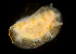  ( - CCDB-24722-A03)  @11 [ ] Unspecified (default): All Rights Reserved (2017) Peter J. Bryant University of California, Irvine