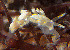  (Trinchesia albocrusta - CCDB-24722-B01)  @11 [ ] Unspecified (default): All Rights Reserved (2017) Peter J. Bryant University of California, Irvine