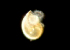  (Littorina sp - CCDB-36354 H06)  @11 [ ] Unspecified (default): All Rights Reserved (2020) Peter J. Bryant University of California, Irvine