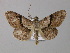  (Cleora repetita - BC ZSM Lep 01385)  @14 [ ] CreativeCommons - Attribution Non-Commercial Share-Alike (2010) Unspecified SNSB, Zoologische Staatssammlung Muenchen