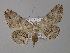  ( - BC ZSM Lep 01387)  @14 [ ] CreativeCommons - Attribution Non-Commercial Share-Alike (2010) Unspecified SNSB, Zoologische Staatssammlung Muenchen