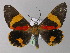  ( - BC ZSM Lep 01426)  @13 [ ] CreativeCommons - Attribution Non-Commercial Share-Alike (2010) Unspecified SNSB, Zoologische Staatssammlung Muenchen