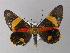  ( - BC ZSM Lep 01427)  @13 [ ] CreativeCommons - Attribution Non-Commercial Share-Alike (2010) Unspecified SNSB, Zoologische Staatssammlung Muenchen