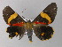  ( - BC ZSM Lep 01428)  @13 [ ] CreativeCommons - Attribution Non-Commercial Share-Alike (2010) Unspecified SNSB, Zoologische Staatssammlung Muenchen