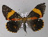 ( - BC ZSM Lep 01429)  @13 [ ] CreativeCommons - Attribution Non-Commercial Share-Alike (2010) Unspecified SNSB, Zoologische Staatssammlung Muenchen