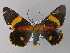  ( - BC ZSM Lep 01430)  @13 [ ] CreativeCommons - Attribution Non-Commercial Share-Alike (2010) Unspecified SNSB, Zoologische Staatssammlung Muenchen