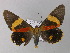  ( - BC ZSM Lep 01431)  @13 [ ] CreativeCommons - Attribution Non-Commercial Share-Alike (2010) Unspecified SNSB, Zoologische Staatssammlung Muenchen