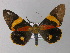  ( - BC ZSM Lep 01432)  @14 [ ] CreativeCommons - Attribution Non-Commercial Share-Alike (2010) Unspecified SNSB, Zoologische Staatssammlung Muenchen