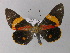 ( - BC ZSM Lep 01433)  @13 [ ] CreativeCommons - Attribution Non-Commercial Share-Alike (2010) Unspecified SNSB, Zoologische Staatssammlung Muenchen