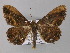  ( - BC ZSM Lep 01883)  @13 [ ] CreativeCommons - Attribution Non-Commercial Share-Alike (2010) Unspecified SNSB, Zoologische Staatssammlung Muenchen
