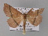  ( - BC ZSM Lep 01913)  @12 [ ] CreativeCommons - Attribution Non-Commercial Share-Alike (2010) Unspecified SNSB, Zoologische Staatssammlung Muenchen