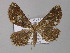  ( - BC ZSM Lep 01955)  @12 [ ] CreativeCommons - Attribution Non-Commercial Share-Alike (2010) Unspecified SNSB, Zoologische Staatssammlung Muenchen